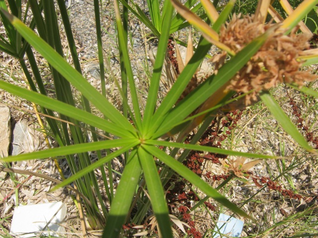 Cyperus alternifolius subsp. flabelliformis / Zigolo a ventaglio